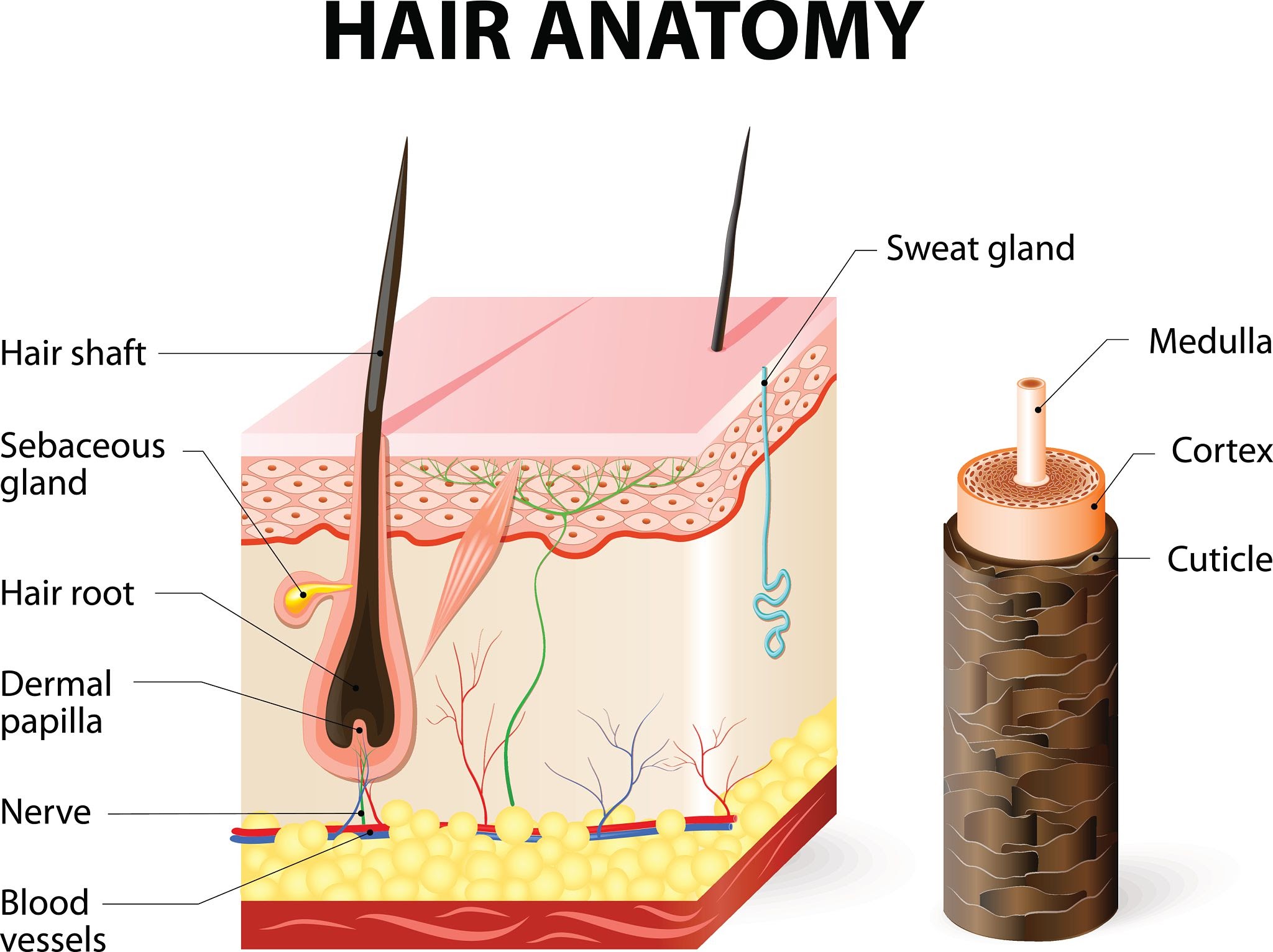 licensed-image.jpg